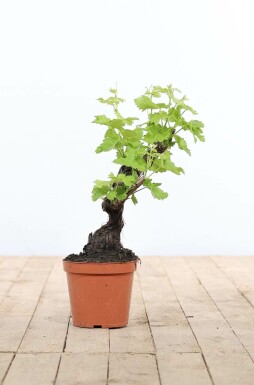 Vigne / Vitis Vinifera bonsai 20-40 cm