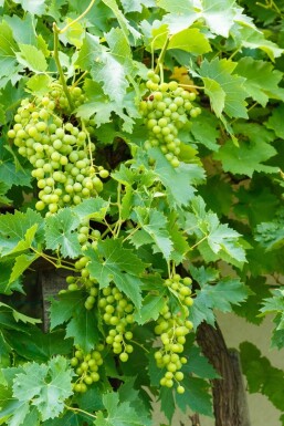 Vigne / Vitis Vinifera bonsai 20-40 cm