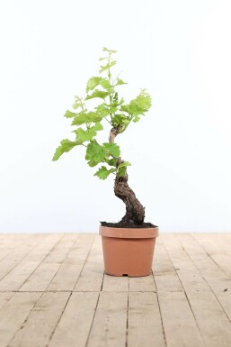 Vigne / Vitis Vinifera bonsai 40-60 cm