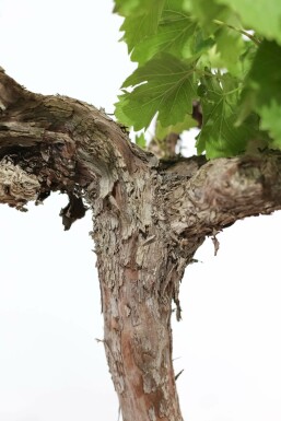 La vigne Vitis vinifera Bonsaï 40-60 Pot