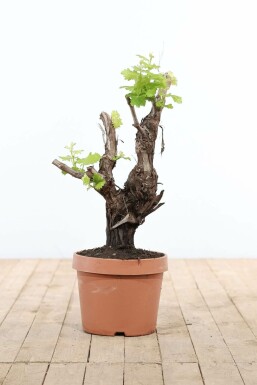 Vigne / Vitis Vinifera bonsai 60-80 cm