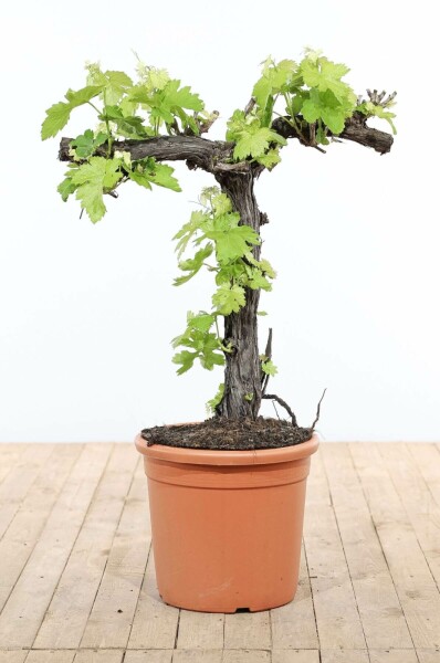 La vigne Vitis vinifera Bonsaï 80-100 Pot Vigne / Vitis Vinifera bonsai 80-100 cm