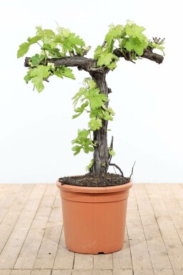 Vigne / Vitis Vinifera bonsai 80-100 cm