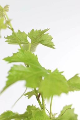 La vigne Vitis vinifera Bonsaï 80-100 Pot