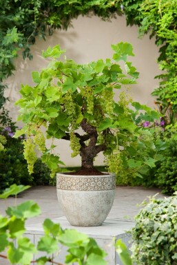 Vigne / Vitis Vinifera bonsai 80-100 cm