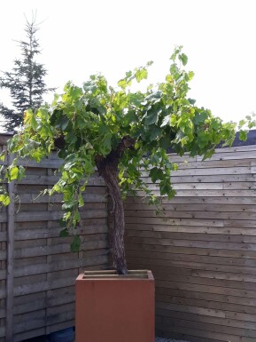 Vigne / Vitis Vinifera Sur tige/stipe/tronc 80-100 cm
