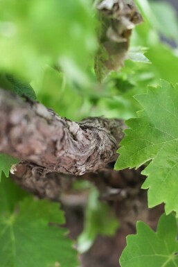 Vigne / Vitis Vinifera Sur tige/stipe/tronc 80-100 cm