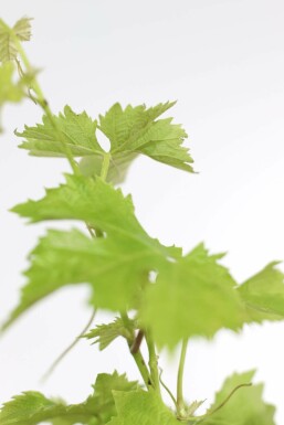 Vigne / Vitis Vinifera Sur tige/stipe/tronc 80-100 cm