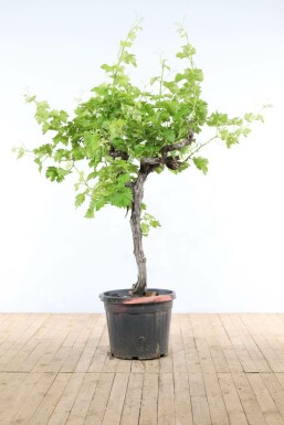 La vigne Vitis vinifera Sur tige 15-20 100-125 Pot Vigne / Vitis Vinifera Sur tige/stipe/tronc 100-125 cm