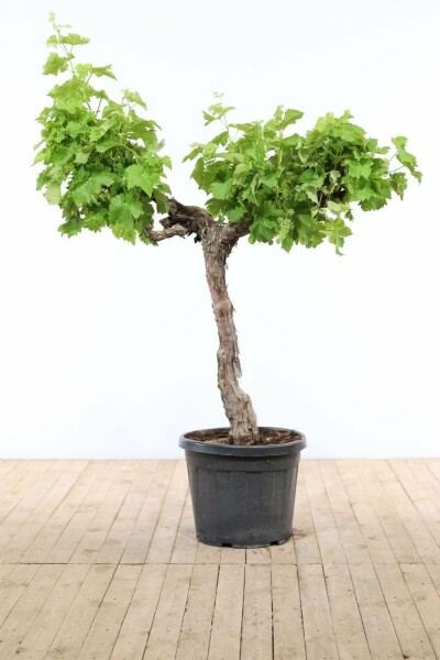 Vigne / Vitis Vinifera Sur tige/stipe/tronc 125-150 cm