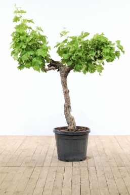 La vigne Vitis vinifera Sur tige 20-30 125-150 Pot Vigne / Vitis Vinifera Sur tige/stipe/tronc 125-150 cm