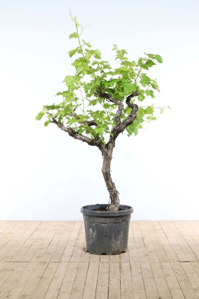 Vigne / Vitis Vinifera Sur tige/stipe/tronc 150-175 cm