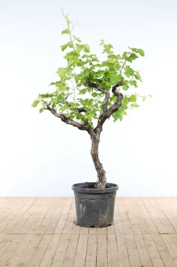 Vigne / Vitis Vinifera Sur tige/stipe/tronc 150-175 cm
