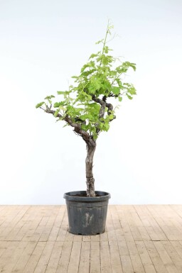 Vigne / Vitis Vinifera Sur tige/stipe/tronc 175-200 cm