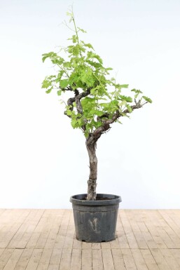 La vigne Vitis vinifera Sur tige 50-60 200-225 Pot Vigne / Vitis Vinifera Sur tige/stipe/tronc 200-225 cm