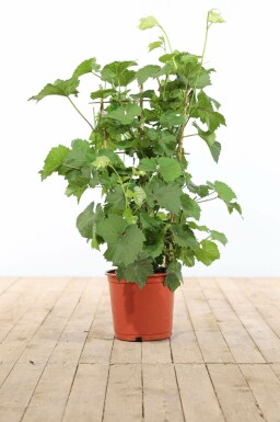 Vigne / Vitis Vinifera Support 100-120 cm