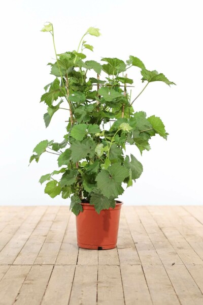 Vigne / Vitis Vinifera Support 70-80 cm