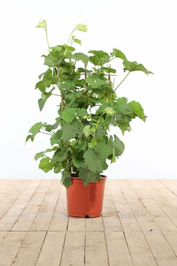 La vigne Vitis vinifera Support 70-80 Pot Vigne / Vitis Vinifera Support 70-80 cm