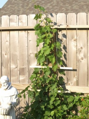 Vigne / Vitis Vinifera Support 70-80 cm