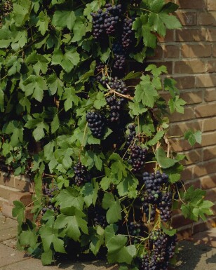 La vigne Vitis vinifera Bâton 40-60 Pot