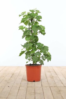 Vigne / Vitis Vinifera Bâton 60-80 cm