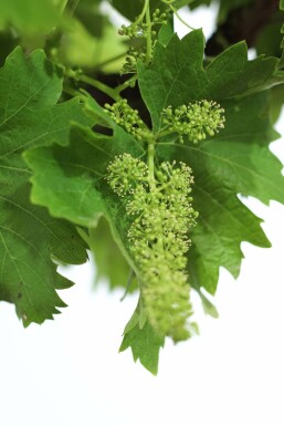 Vigne / Vitis Vinifera Bâton 60-80 cm