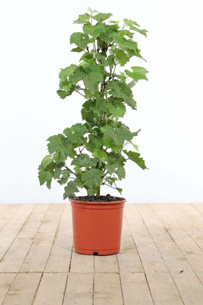 Vigne / Vitis Vinifera Bâton 80-100 cm