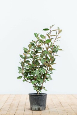 Eléagnus / Elaeagnus Ebbingei 50-60 cm