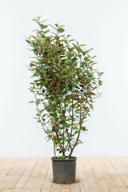 Chalef presque à grandes feuilles Elaeagnus × ebbingei Haie 100-125 Motte