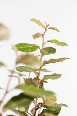 Eléagnus / Elaeagnus Ebbingei 100-125 cm