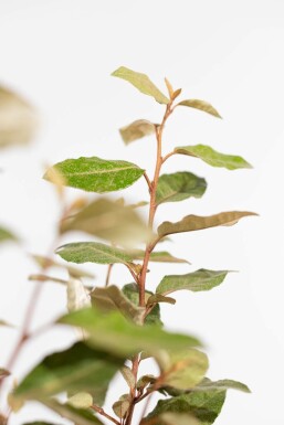 Chalef presque à grandes feuilles Elaeagnus × ebbingei Haie 100-125 Motte