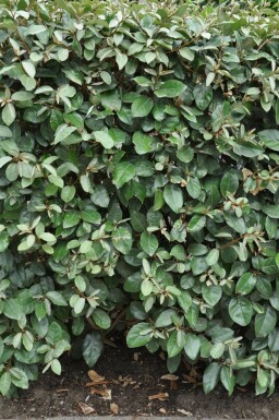 Eléagnus / Elaeagnus Ebbingei 100-125 cm