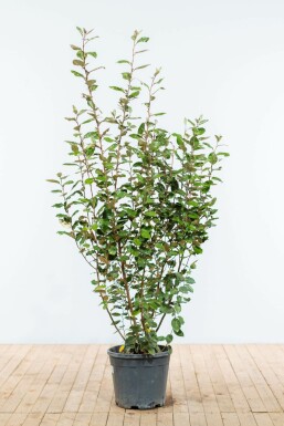 Chalef presque à grandes feuilles Elaeagnus × ebbingei Haie 150-175 Motte Eléagnus / Elaeagnus Ebbingei 150-175 cm
