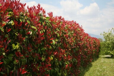 Photinia de Fraser Photinia × fraseri 'Red Robin' Haie 60-80 Motte