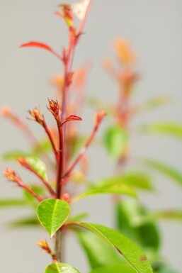 Photinia de Fraser Photinia × fraseri 'Red Robin' Haie 60-80 Motte
