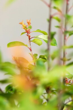 Photinia Fraseri Red Robin 60-80 cm