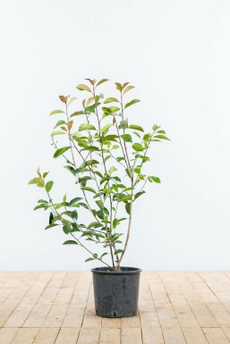 Photinia Fraseri Red Robin