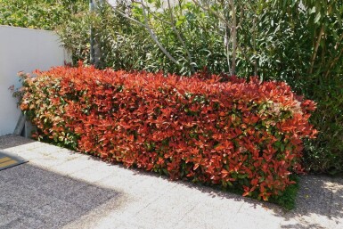 Photinia Fraseri Red Robin 100-125 cm - Motte