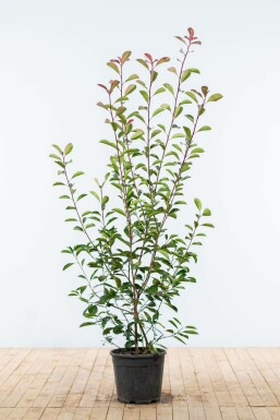 Photinia Fraseri Red Robin 150-175 cm