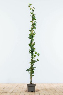 Lierre d'Irlande Hedera hibernica Haie 125-150 Pot Lierre d'Irlande Hedera Hibernica 125-150 cm