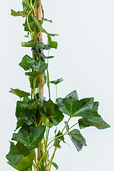 Lierre d'Irlande Hedera Hibernica 125-150 cm