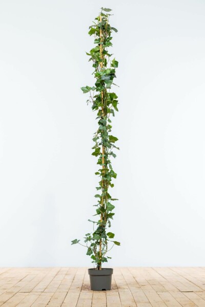 Lierre d'Irlande Hedera Hibernica 150-175 cm
