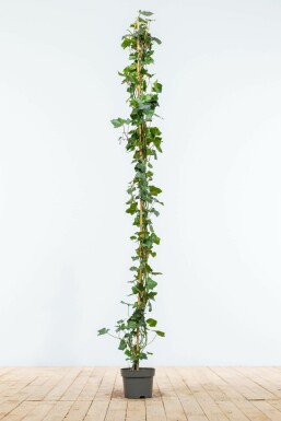 Lierre d'Irlande Hedera hibernica Haie 150-175 Pot Lierre d'Irlande Hedera Hibernica 150-175 cm