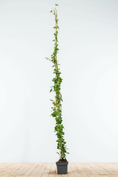 Lierre d'Irlande Hedera Hibernica 175-200 cm