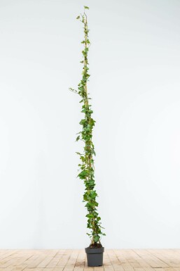 Lierre d'Irlande Hedera Hibernica 175-200 cm