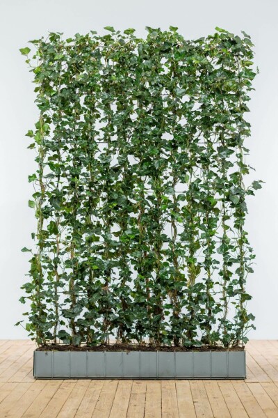 Lierre d'Irlande Hedera Hibernica 180 cm