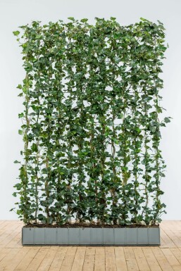 Lierre d'Irlande Hedera Hibernica 180 cm