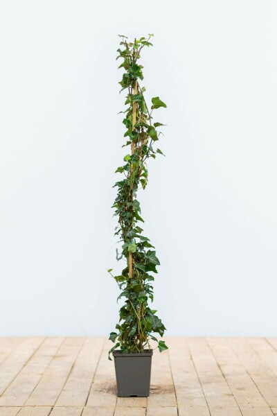 Lierre Grimpant Hedera Helix 80-100 cm