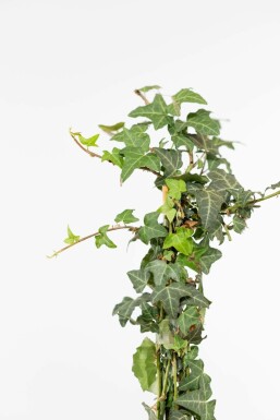 Lierre Grimpant Hedera Helix 80-100 cm