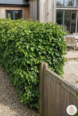 Lierre Grimpant Hedera Helix 80-100 cm